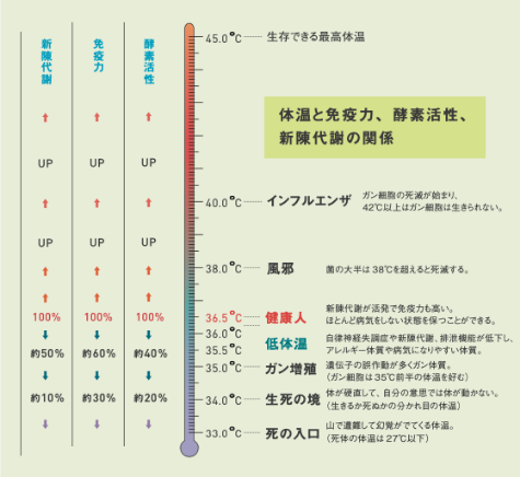 体温と免疫力、酵素活性、新陳代謝の関係